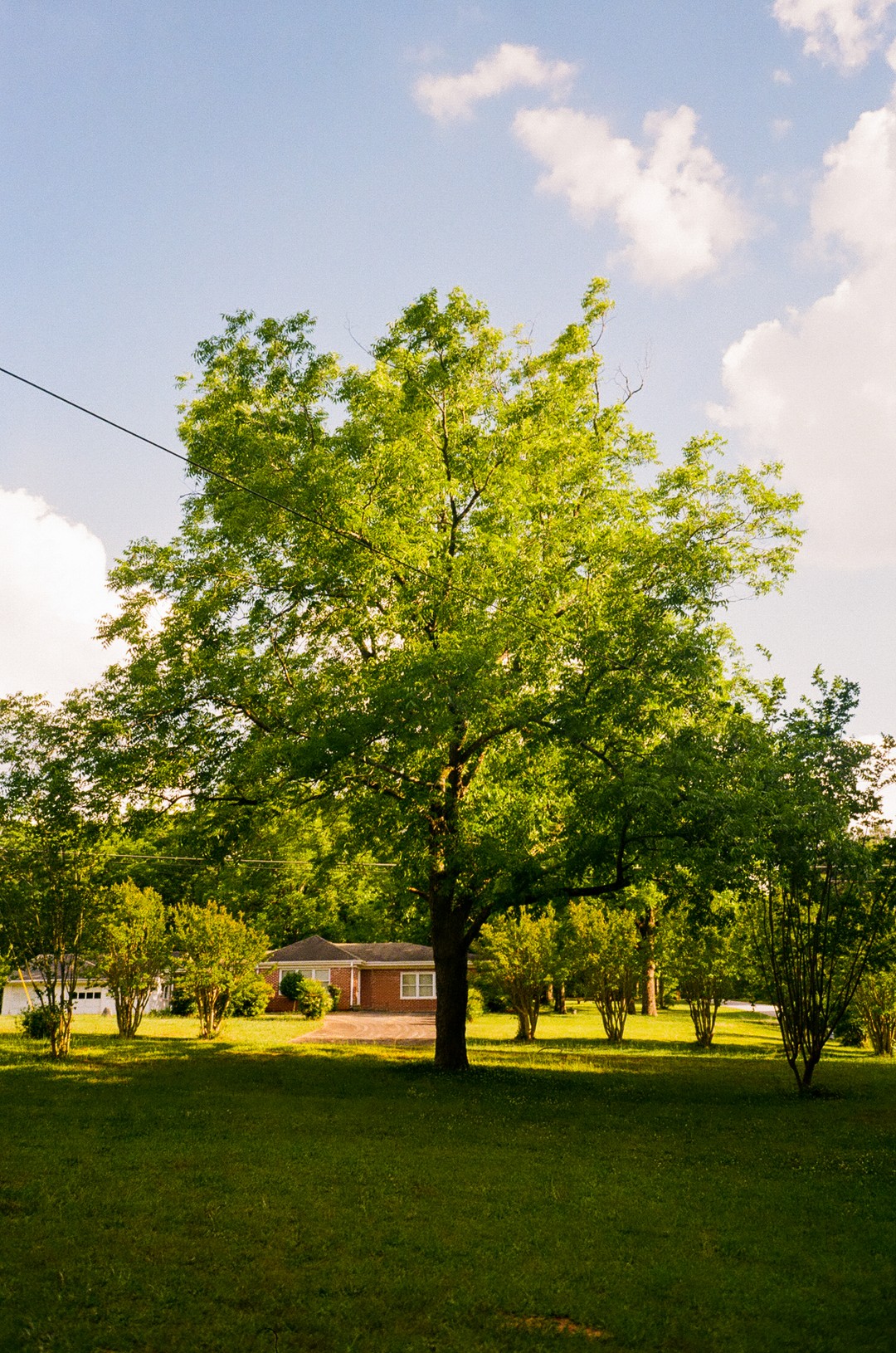 Photo of a tree in Stockbridge, GA.