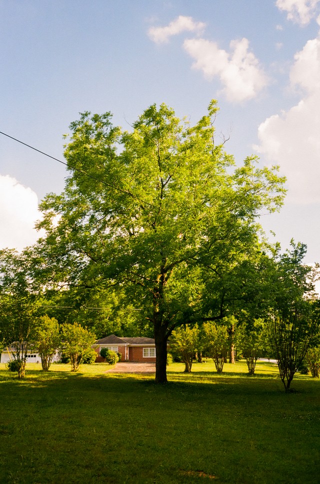 Photo of a tree in Stockbridge, GA.