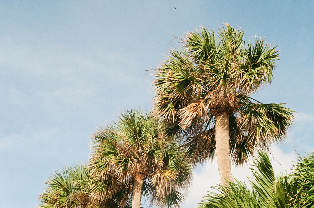 Photo of 3 palm trees